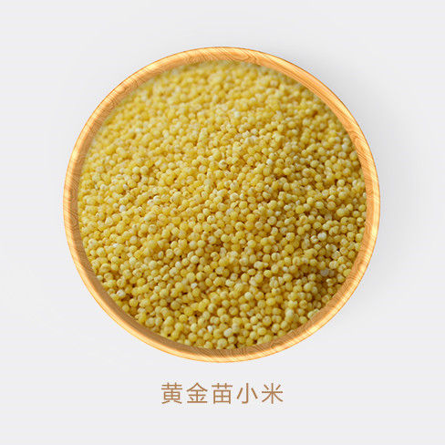 黃金苗小米